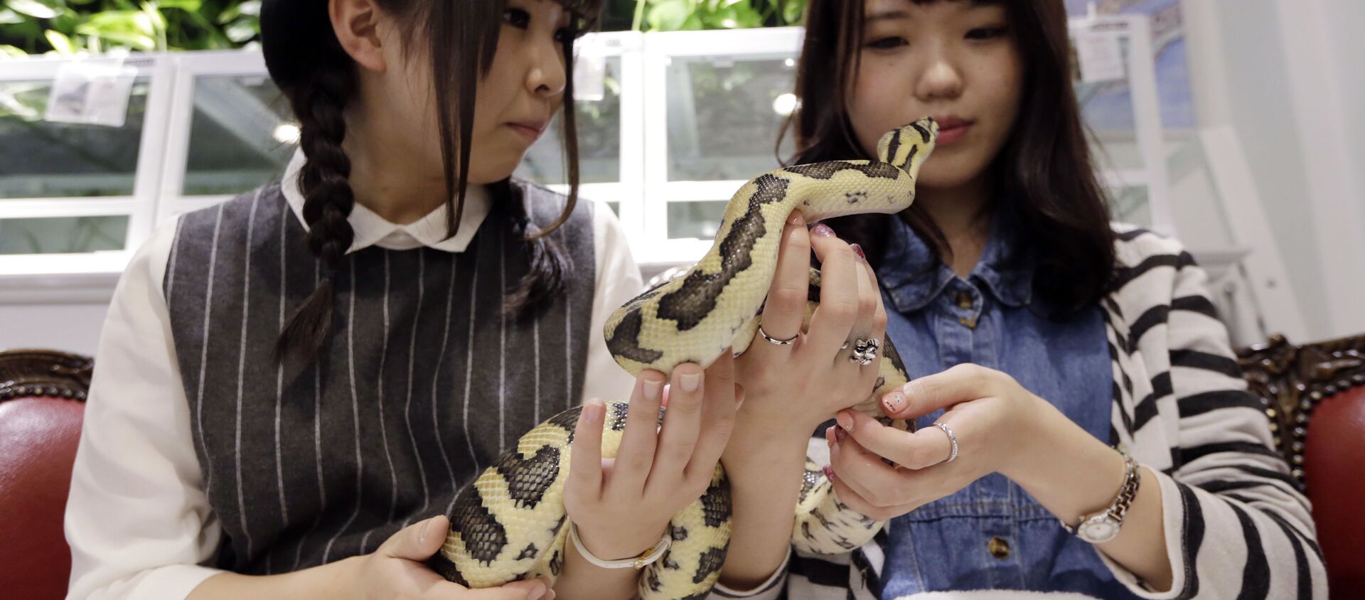 Những cô gái với con rắn tại Tokyo’s Snake Center ở Nhật Bản - Sputnik Việt Nam, 1920, 22.06.2021