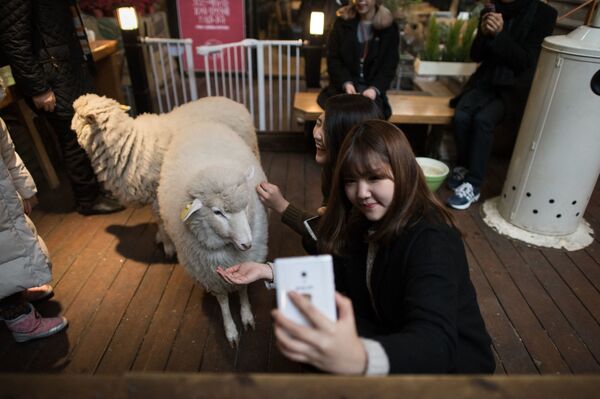 Cô gái với con cừu trong quán cà phê ở Seoul - Sputnik Việt Nam