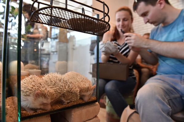 Khách du lịch đến từ Úc với những chú nhím tại quán Harry Hedgehog ở Tokyo - Sputnik Việt Nam
