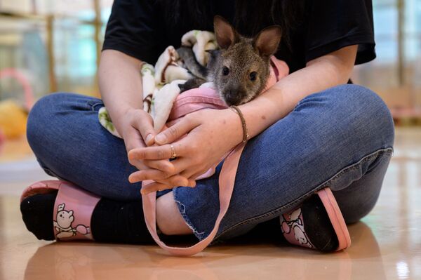 Nhân viên quán Eden Meerkat Friends với chuột túi Wallaby ở Seoul - Sputnik Việt Nam