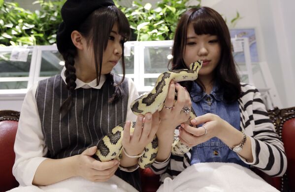 Những cô gái với con rắn tại Tokyo’s Snake Center ở Nhật Bản - Sputnik Việt Nam