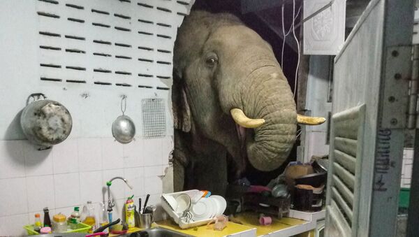 Con voi đạp thủng bức tường trong ngôi nhà dân ở Thái Lan - Sputnik Việt Nam