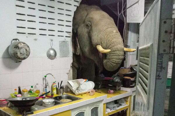 Con voi đạp thủng bức tường trong ngôi nhà dân ở Thái Lan - Sputnik Việt Nam