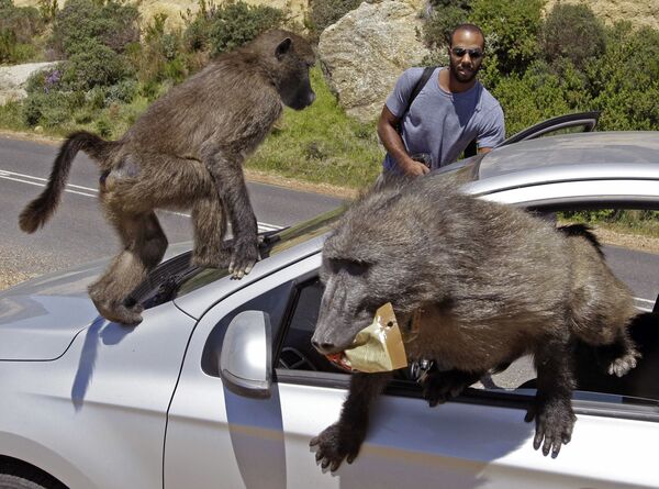 Du khách từ Montreal bị khỉ đầu chó tấn công trên xe của họ tại Millers Point ở ngoại ô Cape Town, Nam Phi - Sputnik Việt Nam