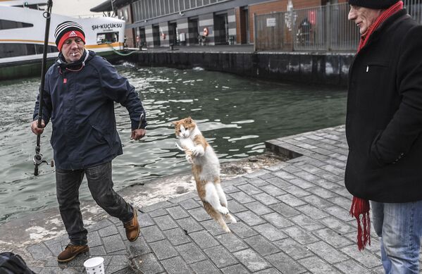 Mèo nhảy lên để bắt cá ở Istanbul - Sputnik Việt Nam