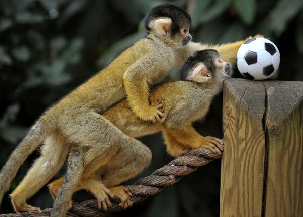 Khỉ sóc Bolivia chơi đùa với quả bóng trong buổi chụp ảnh tại Sở thú London - Sputnik Việt Nam