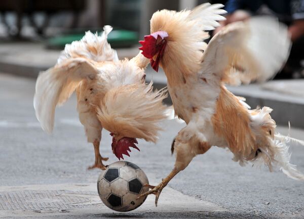 Hai con gà trống tranh nhau quả bóng trong chương trình trò chơi bóng đá với gà ở Thẩm Dương, Trung Quốc - Sputnik Việt Nam