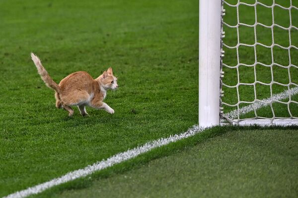Con mèo đi ngang qua sân trong trận bóng đá tại sân vận động Juventus ở Turin - Sputnik Việt Nam