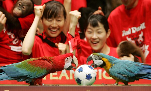 Hai con vẹt mổ vào quả bóng nhỏ khi những người trông coi vườn thú theo dõi trận bóng đá dành cho động vật ở Seoul - Sputnik Việt Nam