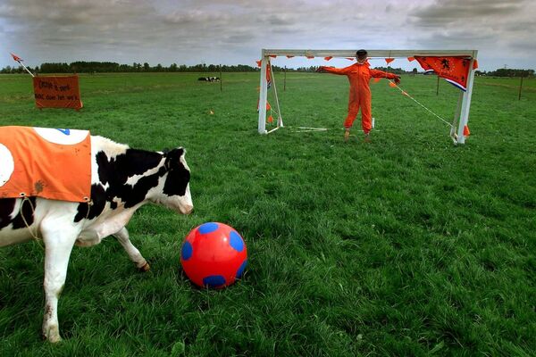 Con bò chơi với quả bóng trên đồng cỏ gần thị trấn Baambrugge, Hà Lan - Sputnik Việt Nam