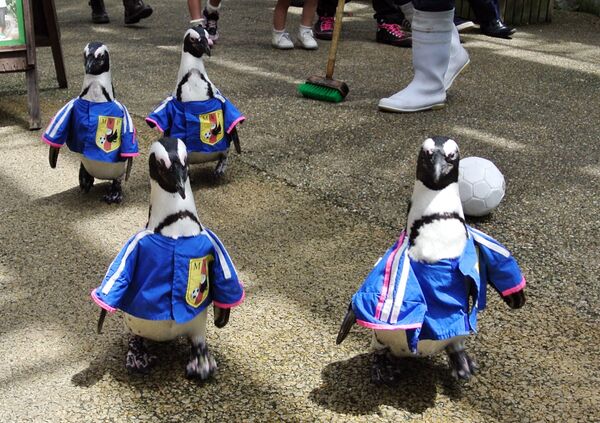 Những chú chim cánh cụt mặc quần áo mô phỏng đồng phục đội tuyển quốc gia Nhật Bản đi dạo trong công viên ở Nhật Bản - Sputnik Việt Nam