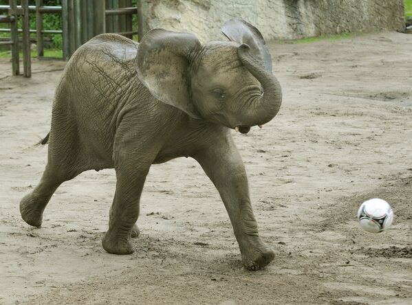 Con voi Nelly sút bóng vào khung thành Italia ở Công viên Serengeti, Đức - Sputnik Việt Nam