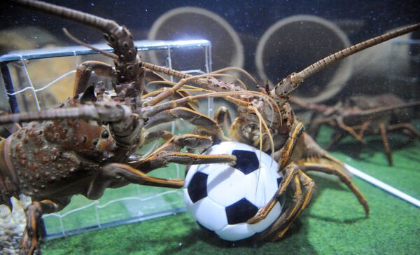 Hai con tôm rồng giành bóng trong hồ bơi kiểu sân bóng tại Thủy cung Sea Life ở Berlin - Sputnik Việt Nam