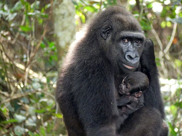 Khỉ đột con chào đời trong Vườn quốc gia cao nguyên Bateke ở đông-nam Gabon - Sputnik Việt Nam