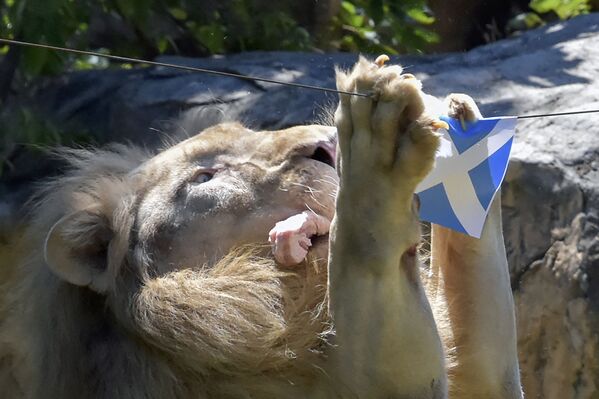 Sư tử ăn miếng thịt treo dưới quốc kỳ Scotland, Thái Lan - Sputnik Việt Nam