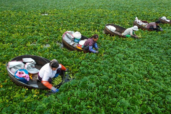 Nông dân thu hoạch hạt dẻ trong đầm ở Đài Châu, Trung Quốc - Sputnik Việt Nam