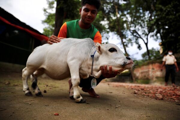 Bò lùn Rani trong trang trại ở Bangladesh - Sputnik Việt Nam