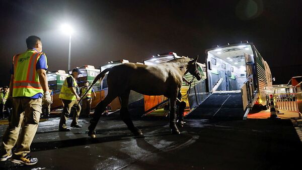 Một chú ngựa đến sân bay Haneda cho Thế vận hội Olympic 2020 ở Tokyo, Nhật Bản - Sputnik Việt Nam
