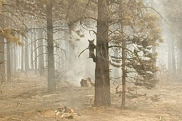 Gấu con bám vào gốc cây sau khi được nhân viên an ninh phát hiện trong đám cháyBootleg  ở miền nam Oregon, Mỹ - Sputnik Việt Nam