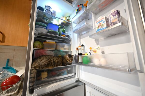 Mèo tránh đợt nóng không chịu nổi ở Kiev bằng cách trốn trong tủ lạnh - Sputnik Việt Nam
