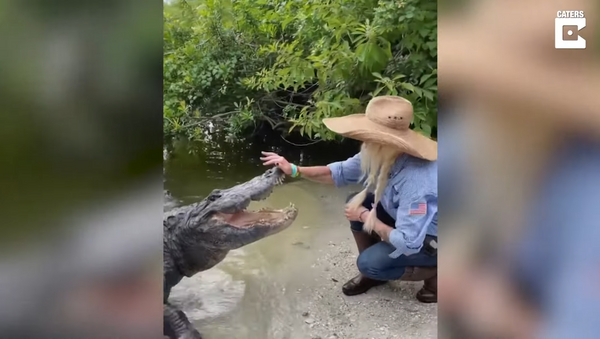Người phụ nữ tóc vàng ở Florida bình thản vuốt ve con cá sấu khổng lồ cứ như đó là chú cún dễ thương - Sputnik Việt Nam
