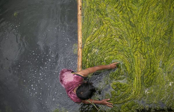 Công nhân làm sạch tảo khỏi ao Kamal Pokhari ở Kathmandu, Nepal - Sputnik Việt Nam