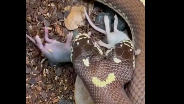 Video rắn hai đầu đồng thời ăn hai con chuột nhỏ được tung lên mạng - Sputnik Việt Nam