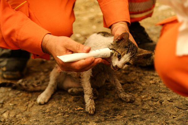 Tình nguyện viên chữa cho mèo trong trận cháy rừng ở Thổ Nhĩ Kỳ - Sputnik Việt Nam