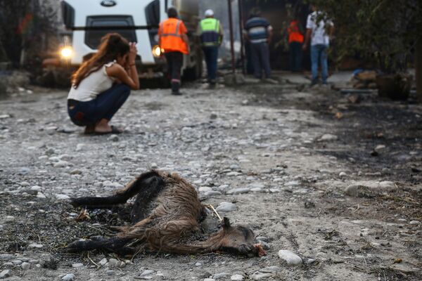 Cô gái bên cạnh xác con vật bị chết trong đám cháy ở Thổ Nhĩ Kỳ - Sputnik Việt Nam