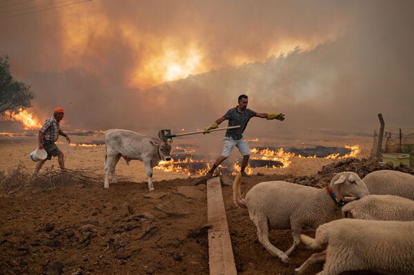 Những người đàn ông cùng gia súc trong trận cháy rừng ở Thổ Nhĩ Kỳ - Sputnik Việt Nam