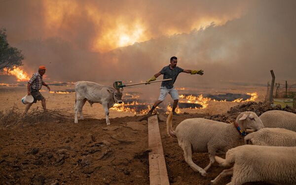 Những người đàn ông cùng gia súc trong trận cháy rừng ở Thổ Nhĩ Kỳ - Sputnik Việt Nam