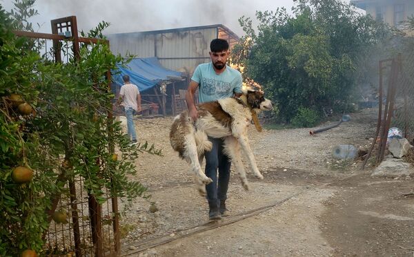 Cứu một chú chó trong đám cháy rừng ở Thổ Nhĩ Kỳ - Sputnik Việt Nam