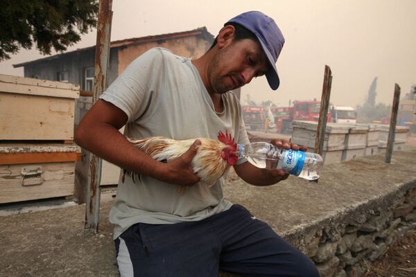 Một người đàn ông đưa nước cho một con gà trống trong trận cháy rừng ở Thổ Nhĩ Kỳ - Sputnik Việt Nam