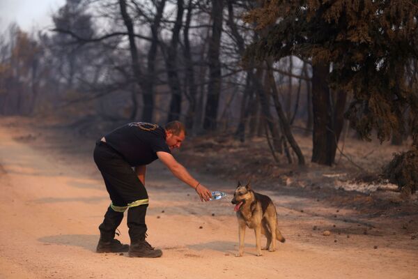 Người lính cứu hỏa đưa nước cho con chó trong trận cháy rừng ở ngoại ô phía bắc Athens - Sputnik Việt Nam