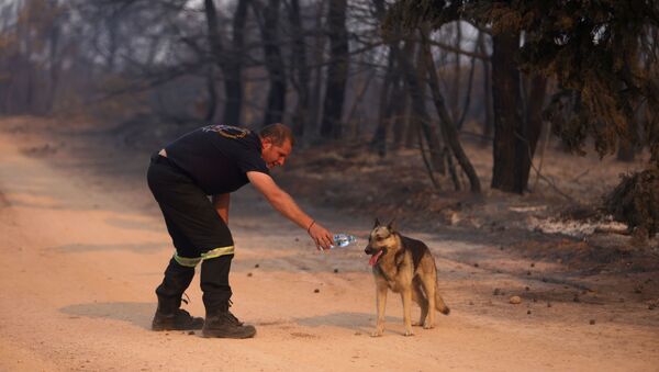 Người lính cứu hỏa đưa nước cho con chó trong trận cháy rừng ở ngoại ô phía bắc Athens - Sputnik Việt Nam