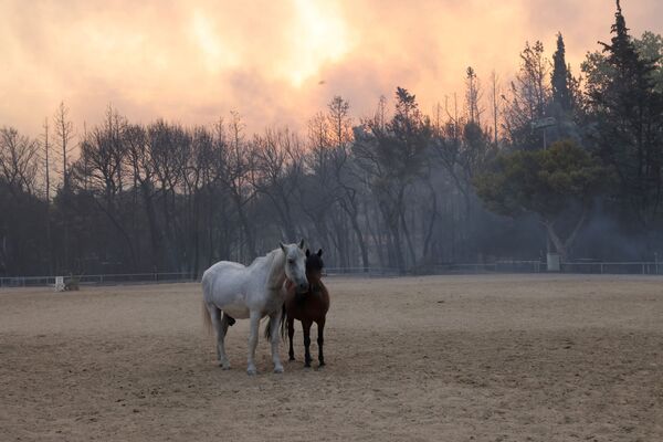 Những con ngựa của trang trại trong trận cháy rừng ở ngoại ô phía bắc Athens - Sputnik Việt Nam