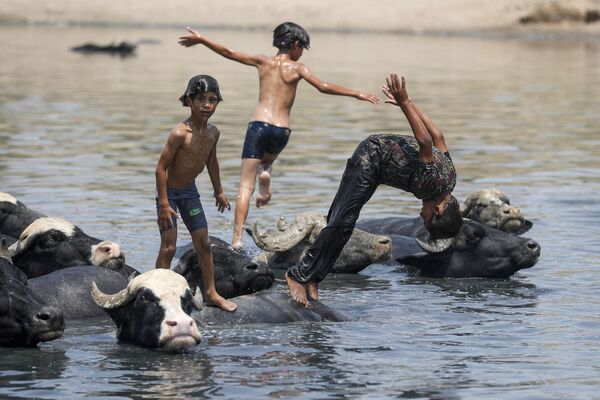 Các cậu bé Iraq bơi cùng đàn trâu trên sông - Sputnik Việt Nam