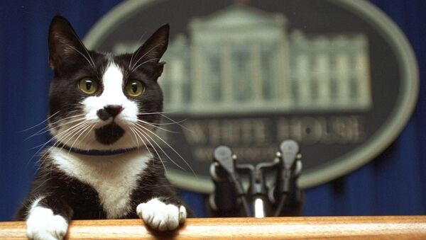 Con mèo tên là Socks của Tổng thống Bill Clinton nhìn lên bục trong phòng họp của Nhà Trắng, Washington - Sputnik Việt Nam