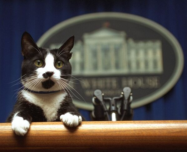 Con mèo tên là Socks của Tổng thống Bill Clinton nhìn lên bục trong phòng họp của Nhà Trắng, Washington - Sputnik Việt Nam