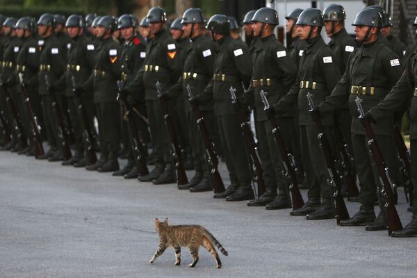 Con mèo hoang đi ngang qua đội bảo vệ danh dự trong dịp Tổng thống Thổ Nhĩ Kỳ Recep Erdogan đến thăm Nicosia, thủ đô Cộng hòa Bắc Síp thuộc Thổ Nhĩ Kỳ - Sputnik Việt Nam