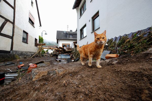 Con mèo đi bên cạnh đống rác do nước lũ cuốn đến sau trận mưa lớn ở Schulda, Đức - Sputnik Việt Nam