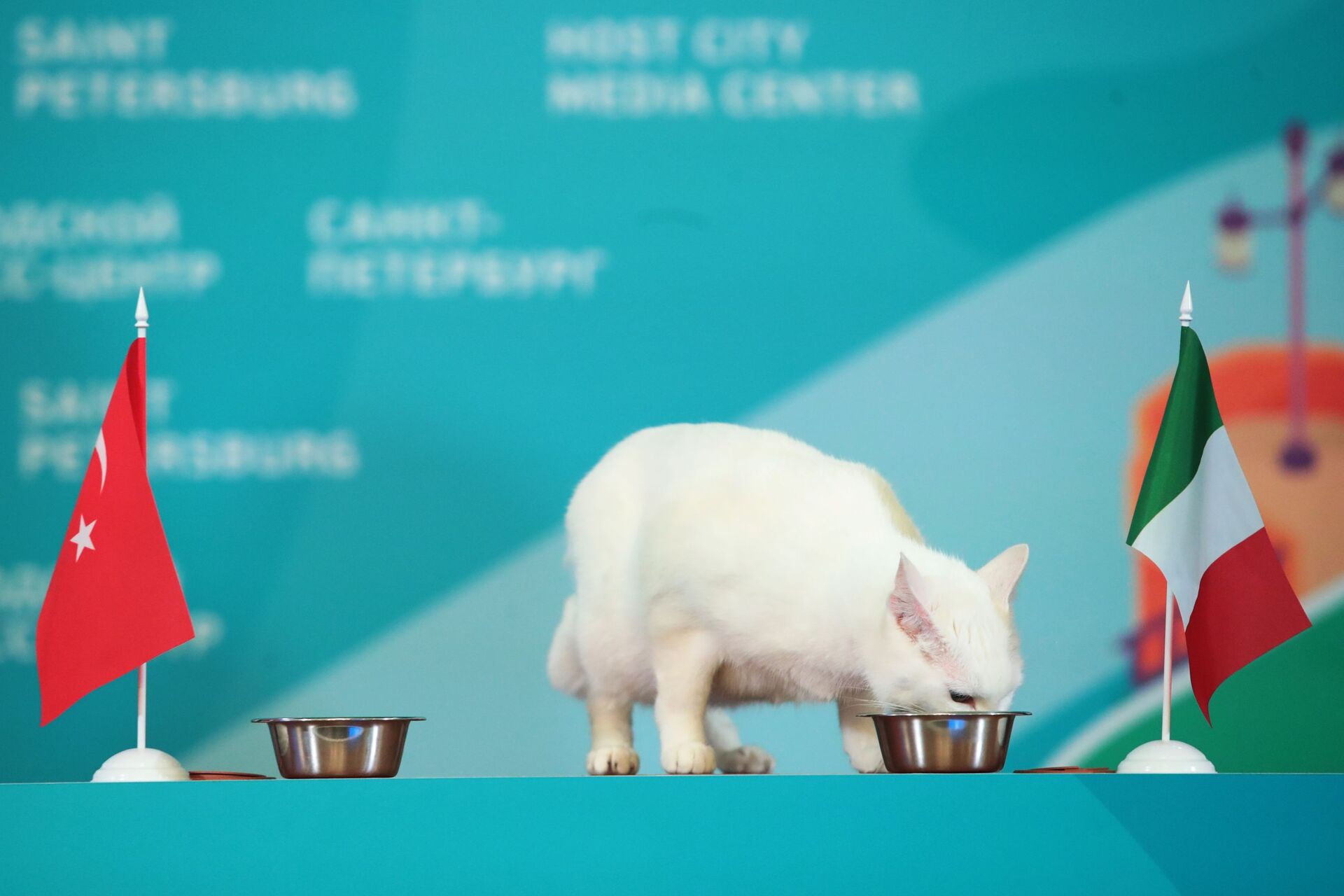 Chú mèo tiên tri Achilles của Bảo tàng Hermitage (Nga) dự đoán chiến thắng của ĐTQG Italia tại EURO - Sputnik Việt Nam, 1920, 05.10.2021