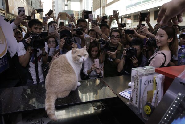 Các nhiếp ảnh gia và người hâm mộ chụp ảnh chú mèo nổi tiếng Brother Cream ở Hong Kong - Sputnik Việt Nam