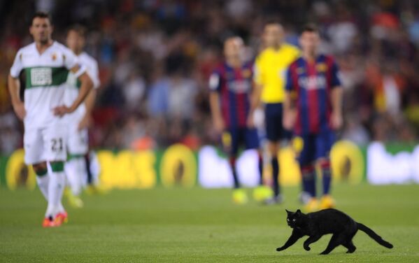Con mèo chạy ngang qua sân vận động Camp Nou trong trận đấu bóng đá ở Barcelona, Tây Ban Nha - Sputnik Việt Nam