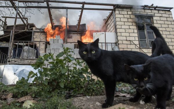 Những con mèo gần ngôi nhà đang bốc cháy ở làng Karegakh ở Nagorno-Karabakh - Sputnik Việt Nam