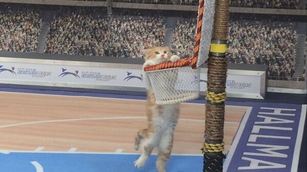Con mèo treo mình lên lưới bóng rổ giả, được dựng cho chương trình truyền hình Meow Madness của kênh Hallmark - Sputnik Việt Nam