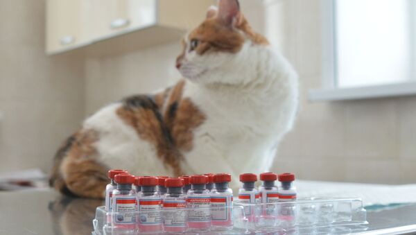 Một con mèo trước khi được chủng ngừa COVID-19 tại phòng khám thú y ở Moskva - Sputnik Việt Nam