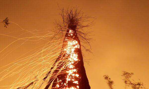 Cây cháy rực ở Brazil - Sputnik Việt Nam