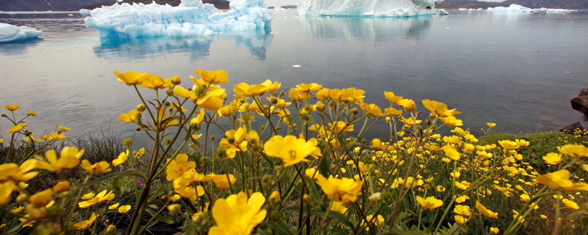 Những bông hoa dại trước tảng băng trôi ở Greenland - Sputnik Việt Nam, 1920, 16.03.2022