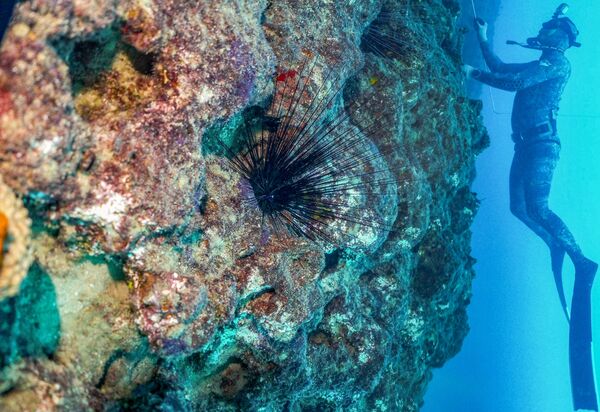 Vận động viên lặn bơi qua con nhím biển đuôi dài ở độ sâu khoảng 17 mét, Lebanon - Sputnik Việt Nam